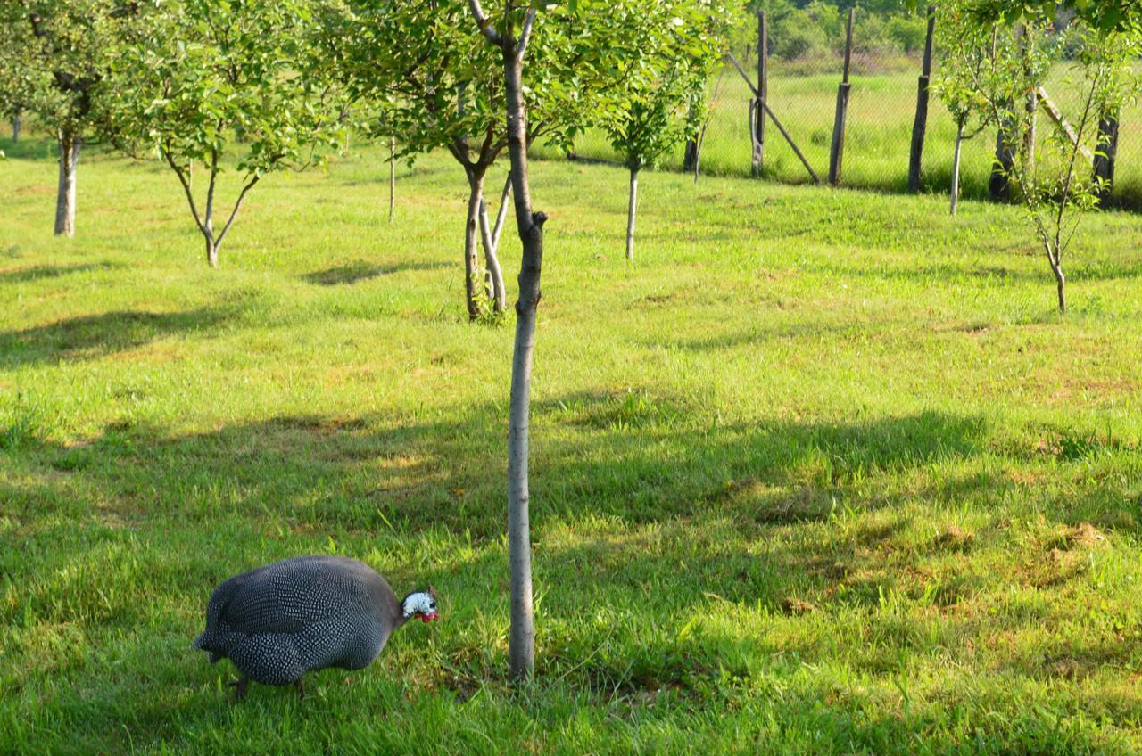 Pensiunea Koruna Poenari Esterno foto